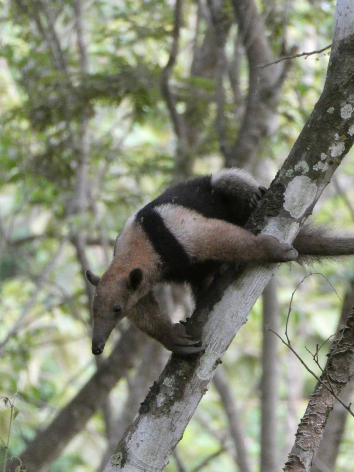 Auberge de jeunesse Alouatta Playa Coyote à San Francisco de Coyote Extérieur photo