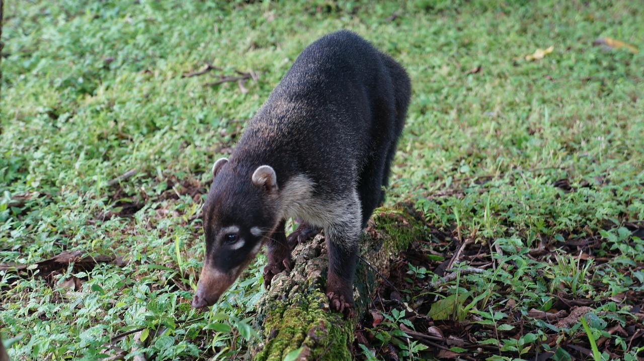 Auberge de jeunesse Alouatta Playa Coyote à San Francisco de Coyote Extérieur photo
